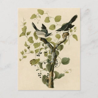 Audubon's Loggerhead Shrike Briefkaart