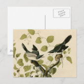Audubon's Loggerhead Shrike Briefkaart (Voorkant / Achterkant)