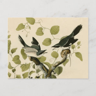 Audubon's Loggerhead Shrike Briefkaart