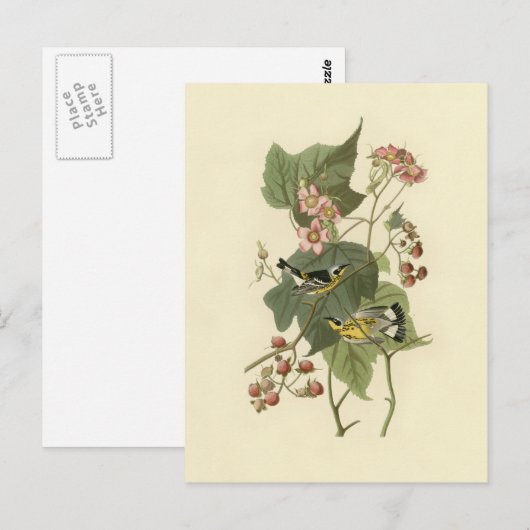 Audubon's Magnolia Warbler Briefkaart (Voorkant / Achterkant)
