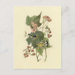Audubon's Magnolia Warbler Briefkaart