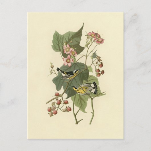 Audubon's Magnolia Warbler Briefkaart (Voorkant)