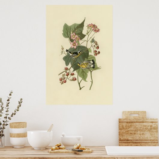 Audubon's Magnolia Warbler Poster (Keuken)
