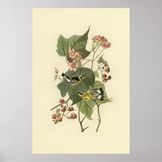 Audubon's Magnolia Warbler Poster (Voorkant)