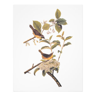 Audubon's maryland Yellowkeelvogels met bloemen Foto Afdruk