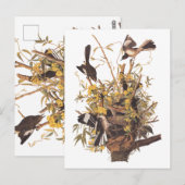Audubon's Mockingvogels vs Rattlesnake Briefkaart (Voorkant / Achterkant)