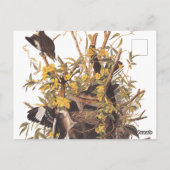 Audubon's Mockingvogels vs Rattlesnake Briefkaart (Achterkant)