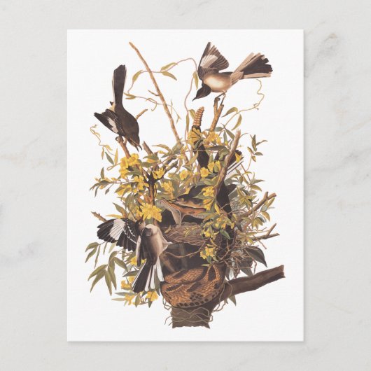 Audubon's Mockingvogels vs Rattlesnake Briefkaart (Voorkant)