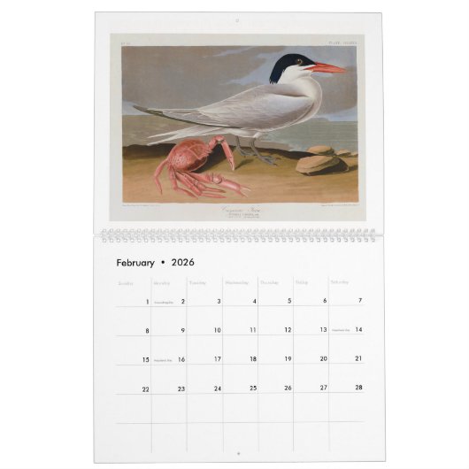 Audubon's moeras- en kustvogels 2026 kalender (Feb 2026)