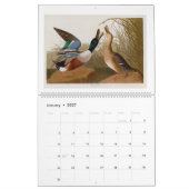 Audubon's moeras- en kustvogels 2026 kalender (Jan 2027)