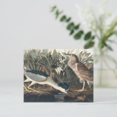 Audubon's Night Heron of Qua-Bird Briefkaart (Staand voorkant)