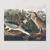 Audubon's Night Heron of Qua-Bird Briefkaart (Voorkant)