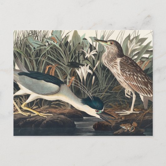 Audubon's Night Heron of Qua-Bird Briefkaart (Voorkant)