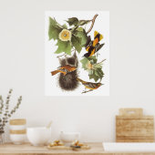 Audubon's noordelijke oosterlengte poster (Keuken)