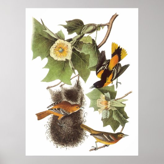 Audubon's noordelijke oosterlengte poster (Voorkant)