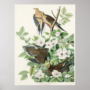 Audubons ochtendduif Carolina-duif Schilderij Poster