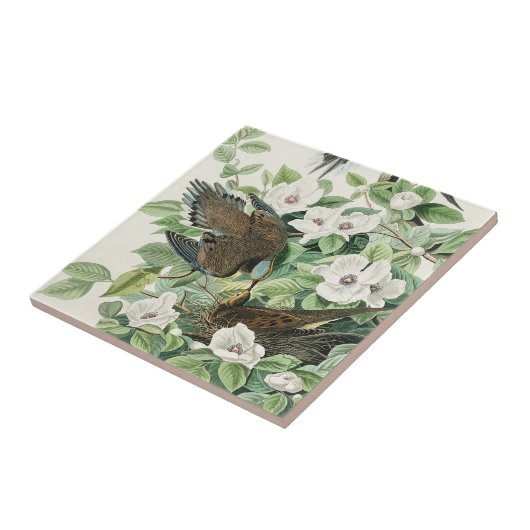 Audubon's ochtendduif Carolina Duif Schilderij Tegeltje (Zijkant)