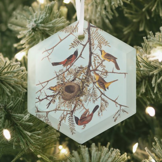 Audubon's orchard Oriole Birds in a Honey Locust Glas Ornament (Insitu)