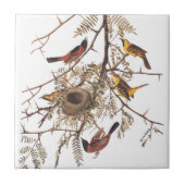 Audubon's orchard Oriole Birds in a Honey Locust Tegeltje (Voorkant)