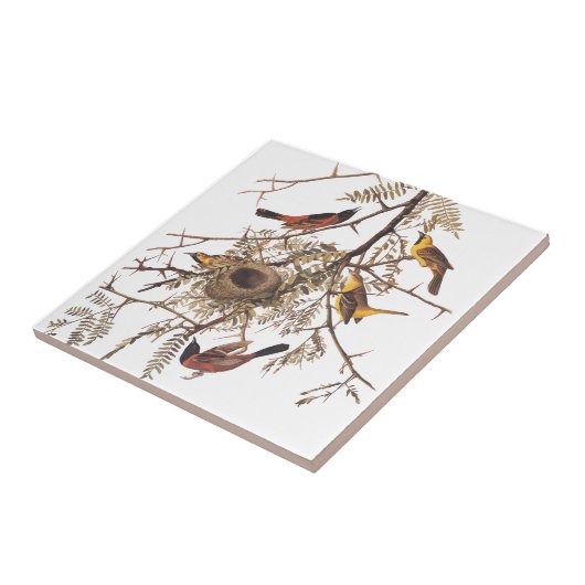 Audubon's orchard Oriole Birds in a Honey Locust Tegeltje (Zijkant)