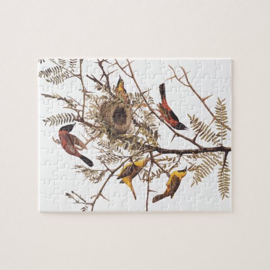 Audubon's orchard Oriole Birds in Honey Locust Legpuzzel (Horizontaal)