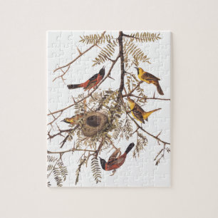 Audubon's orchard Oriole Birds in Honey Locust Legpuzzel