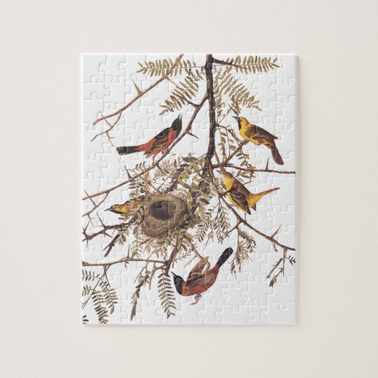 Audubon's orchard Oriole Birds in Honey Locust Legpuzzel (Verticaal)
