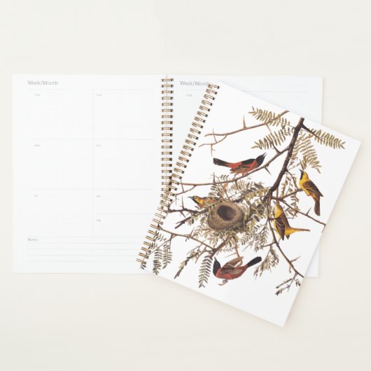 Audubon's orchard Oriole Birds Nesting in Tree Planner (Display)
