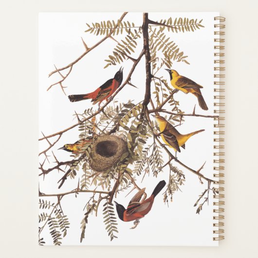 Audubon's orchard Oriole Birds Nesting in Tree Planner (Achterkant)