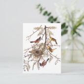 Audubon's orchard Oriole in Honey Locust Briefkaart (Staand voorkant)