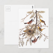 Audubon's orchard Oriole in Honey Locust Briefkaart (Voorkant / Achterkant)