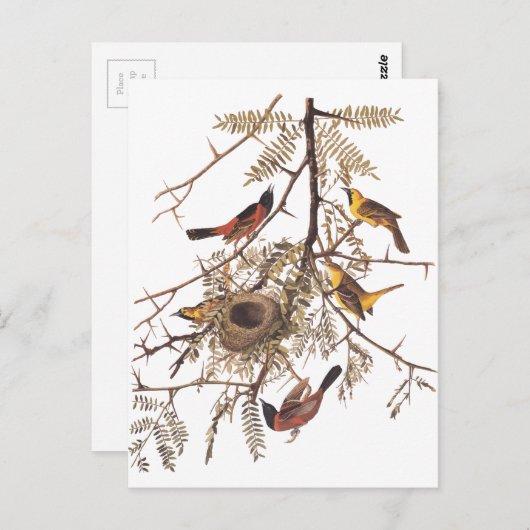 Audubon's orchard Oriole in Honey Locust Briefkaart (Voorkant / Achterkant)