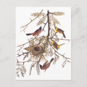 Audubon's orchard Oriole in Honey Locust Briefkaart (Voorkant)