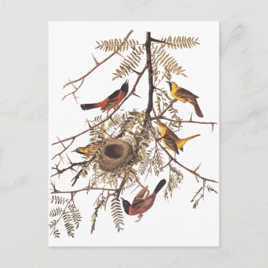 Audubon's orchard Oriole in Honey Locust Briefkaart (Voorkant)