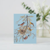 Audubon's orchard Oriole in Honey Locust Briefkaart (Staand voorkant)