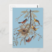 Audubon's orchard Oriole in Honey Locust Briefkaart (Voorkant / Achterkant)
