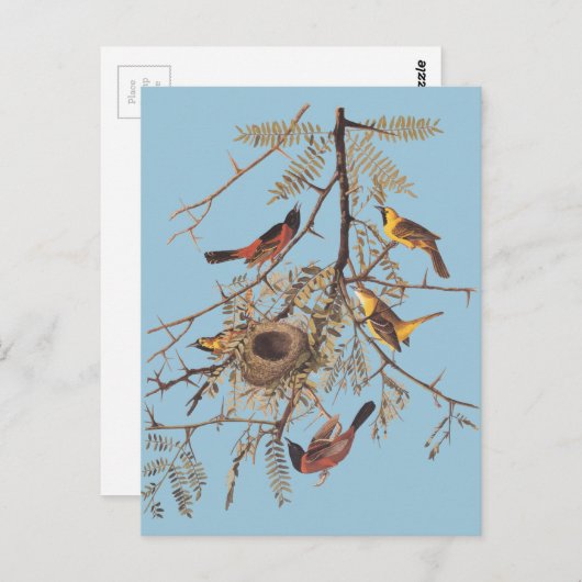 Audubon's orchard Oriole in Honey Locust Briefkaart (Voorkant / Achterkant)