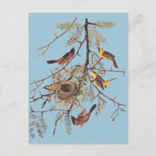 Audubon's orchard Oriole in Honey Locust Briefkaart