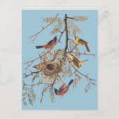 Audubon's orchard Oriole in Honey Locust Briefkaart (Voorkant)
