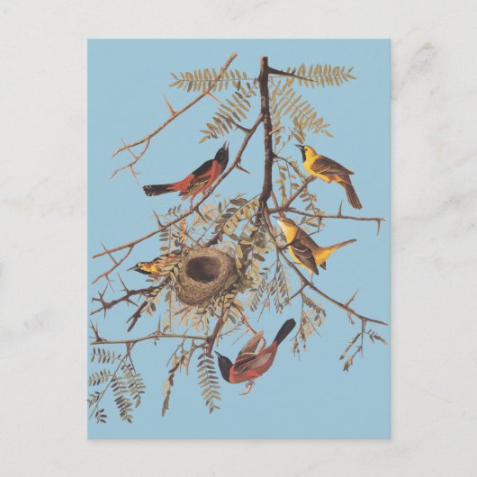 Audubon's orchard Oriole in Honey Locust Briefkaart (Voorkant)