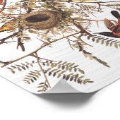 Audubon's orchard Oriole in Honey Locust Poster (Hoek)
