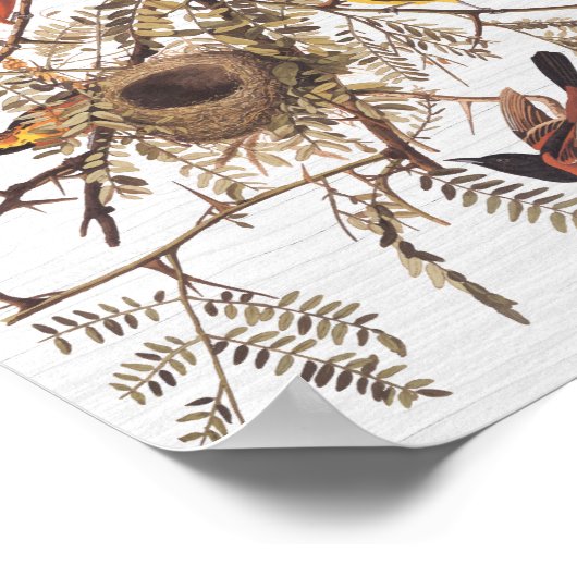 Audubon's orchard Oriole in Honey Locust Poster (Hoek)