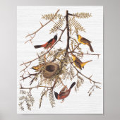 Audubon's orchard Oriole in Honey Locust Poster (Voorkant)