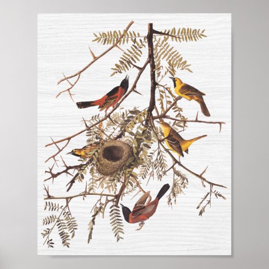 Audubon's orchard Oriole in Honey Locust Poster (Voorkant)