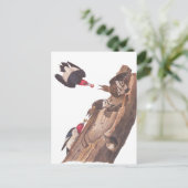 Audubon's Red-Headed Woodpecker Familie in Log Briefkaart (Staand voorkant)