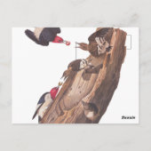 Audubon's Red-Headed Woodpecker Familie in Log Briefkaart (Achterkant)