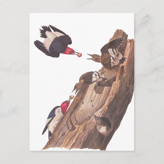 Audubon's Red-Headed Woodpecker Familie in Log Briefkaart (Voorkant)