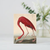 Audubon's Rode Flamingo Ansichtkaart Briefkaart (Staand voorkant)