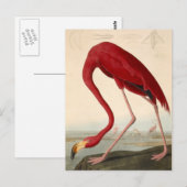 Audubon's Rode Flamingo Ansichtkaart Briefkaart (Voorkant / Achterkant)