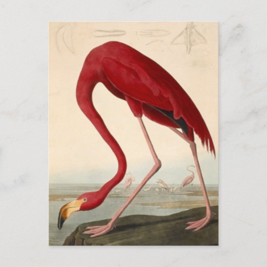 Audubon's Rode Flamingo Ansichtkaart Briefkaart (Voorkant)